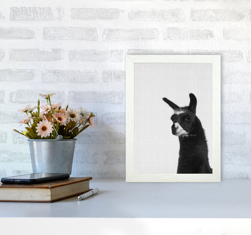 Llama