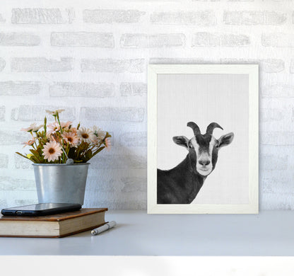 Surprised Goat Art Print by Jason Stanley A4 Oak Frame
