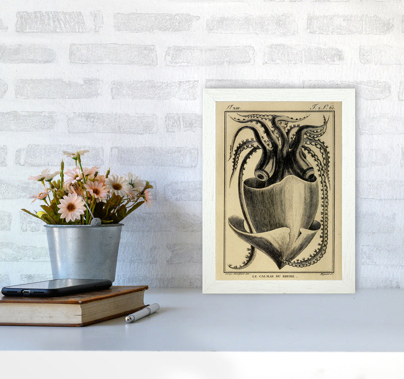 Vintage Squid Art Print by Jason Stanley A4 Oak Frame