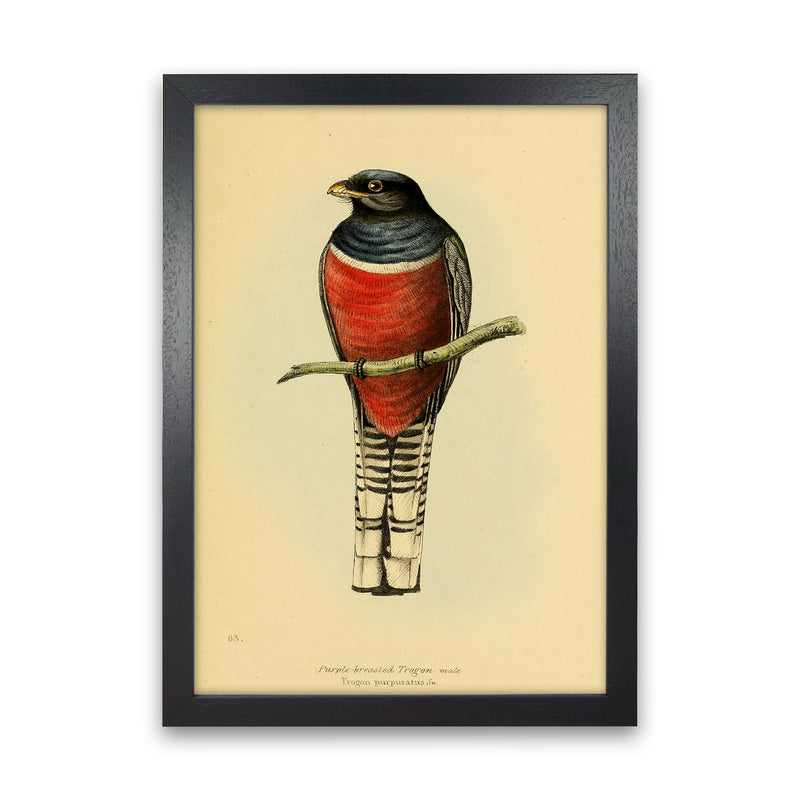 Vintage Purple Breasted Trogon Art Print by Jason Stanley Black Grain
