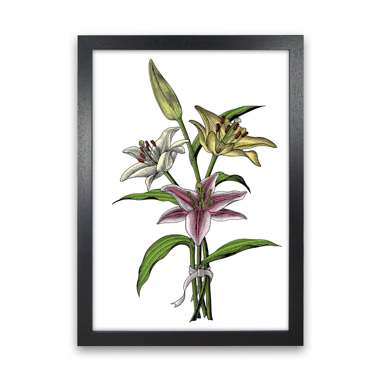 Vintage Lilly Illustration Art Print by Jason Stanley Black Grain