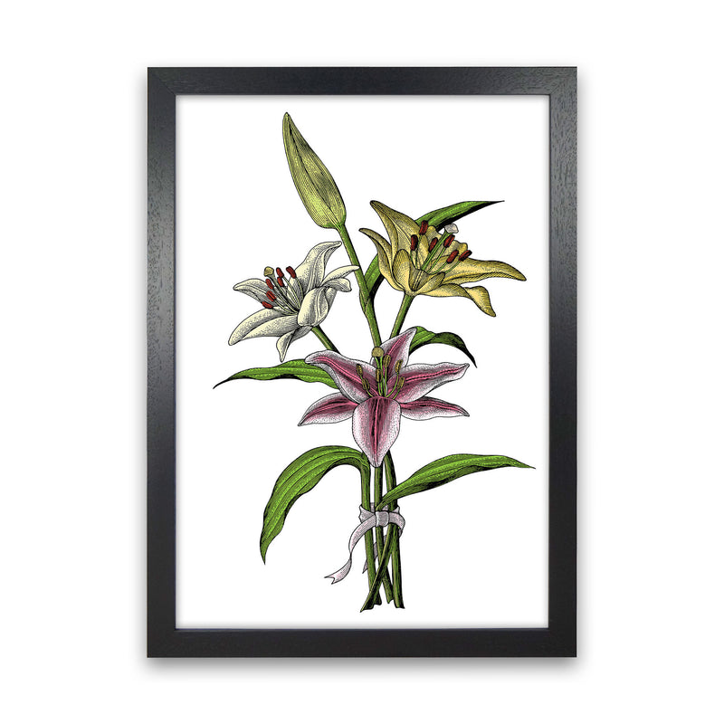 Vintage Lilly Illustration Art Print by Jason Stanley Black Grain