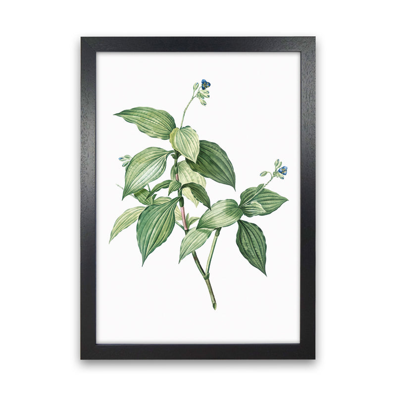 Vintage Botanical Plant Art Print by Jason Stanley Black Grain