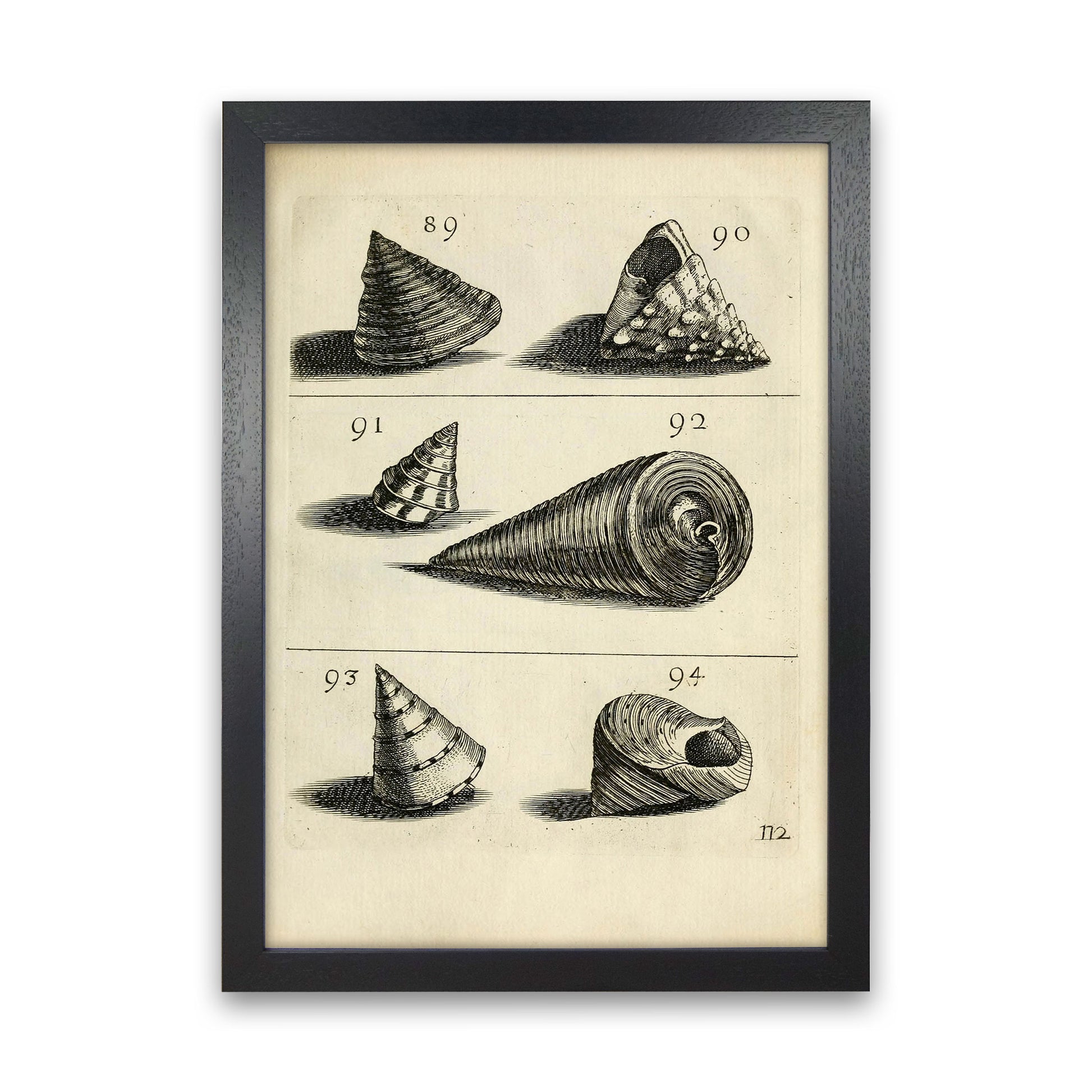Set Of Vintage Shells Art Print by Jason Stanley Black Grain