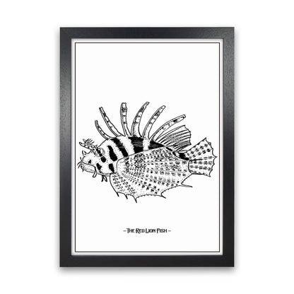The Red Lion Fish Art Print by Jason Stanley Black Grain