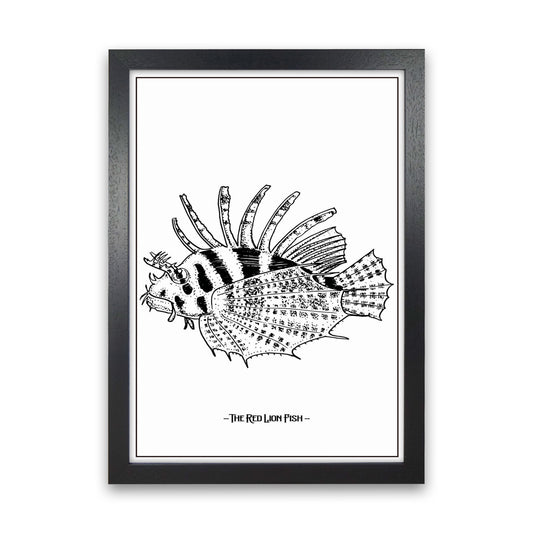 The Red Lion Fish Art Print by Jason Stanley Black Grain