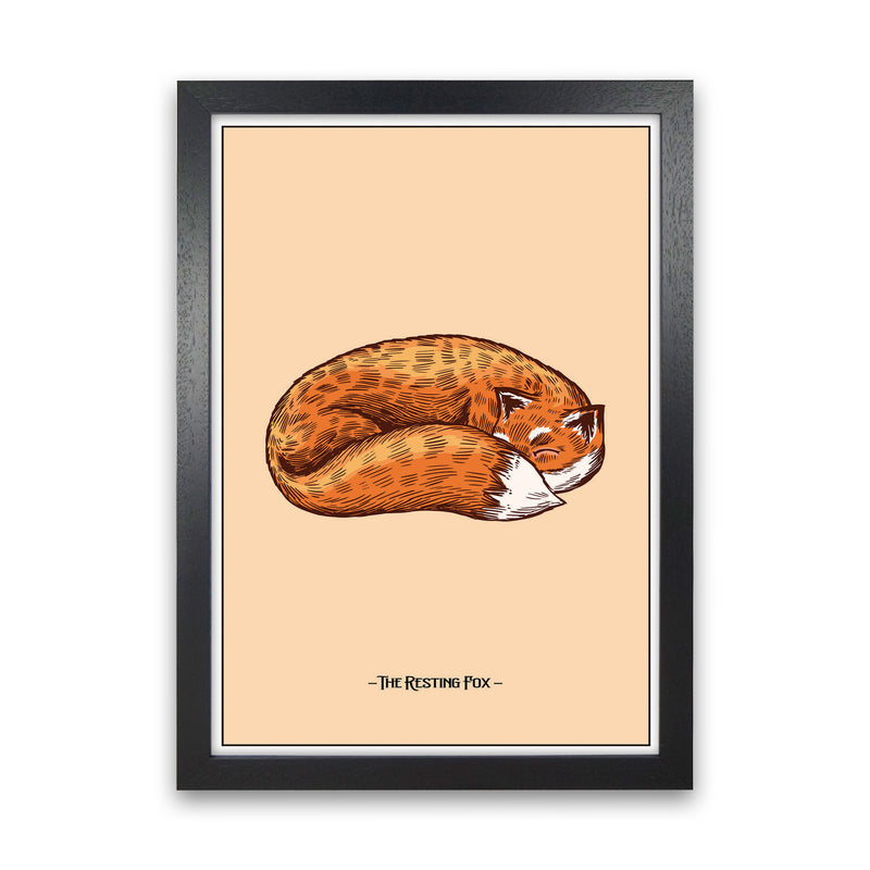 The Resting Fox Art Print by Jason Stanley Black Grain