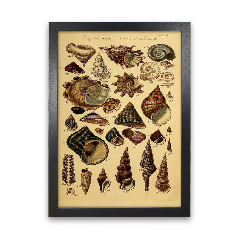Vintage Shells Art Print by Jason Stanley Black Grain