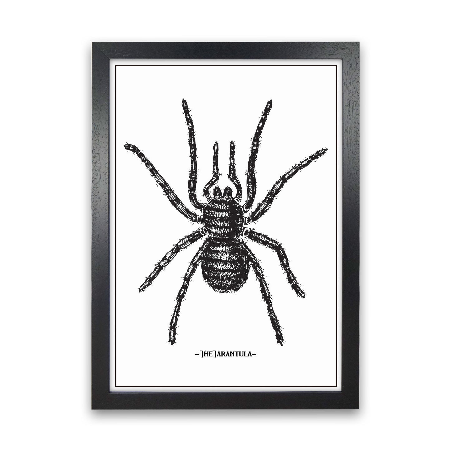 The Tarantula Art Print by Jason Stanley Black Grain
