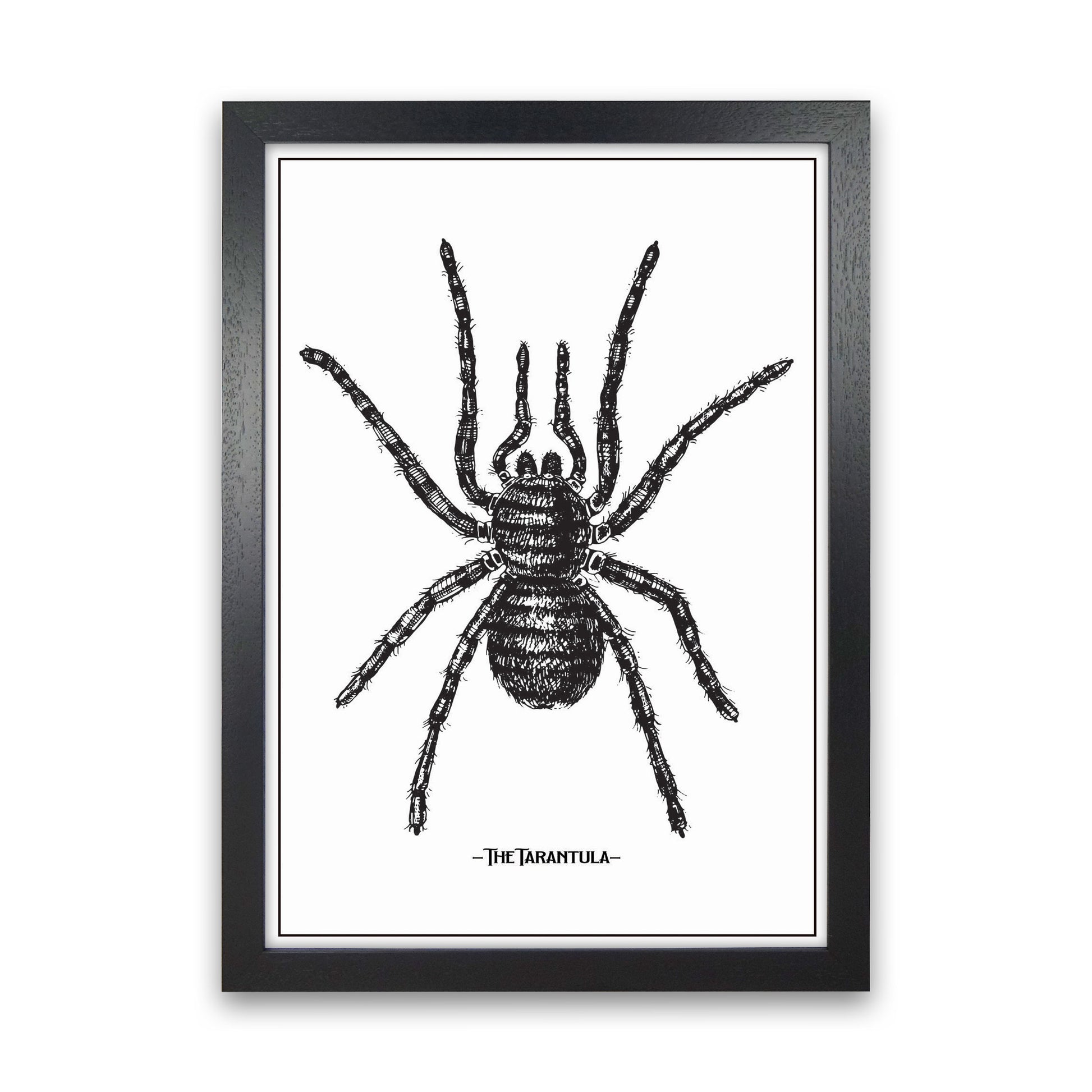 The Tarantula Art Print by Jason Stanley Black Grain