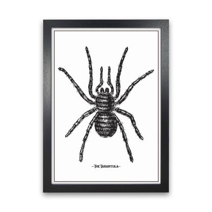 The Tarantula Art Print by Jason Stanley Black Grain