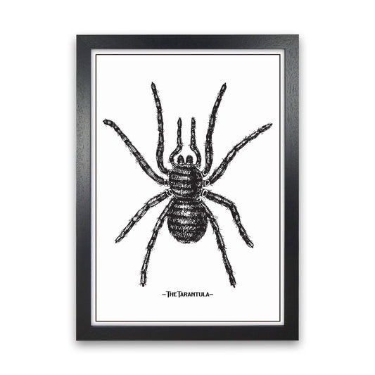 The Tarantula Art Print by Jason Stanley Black Grain
