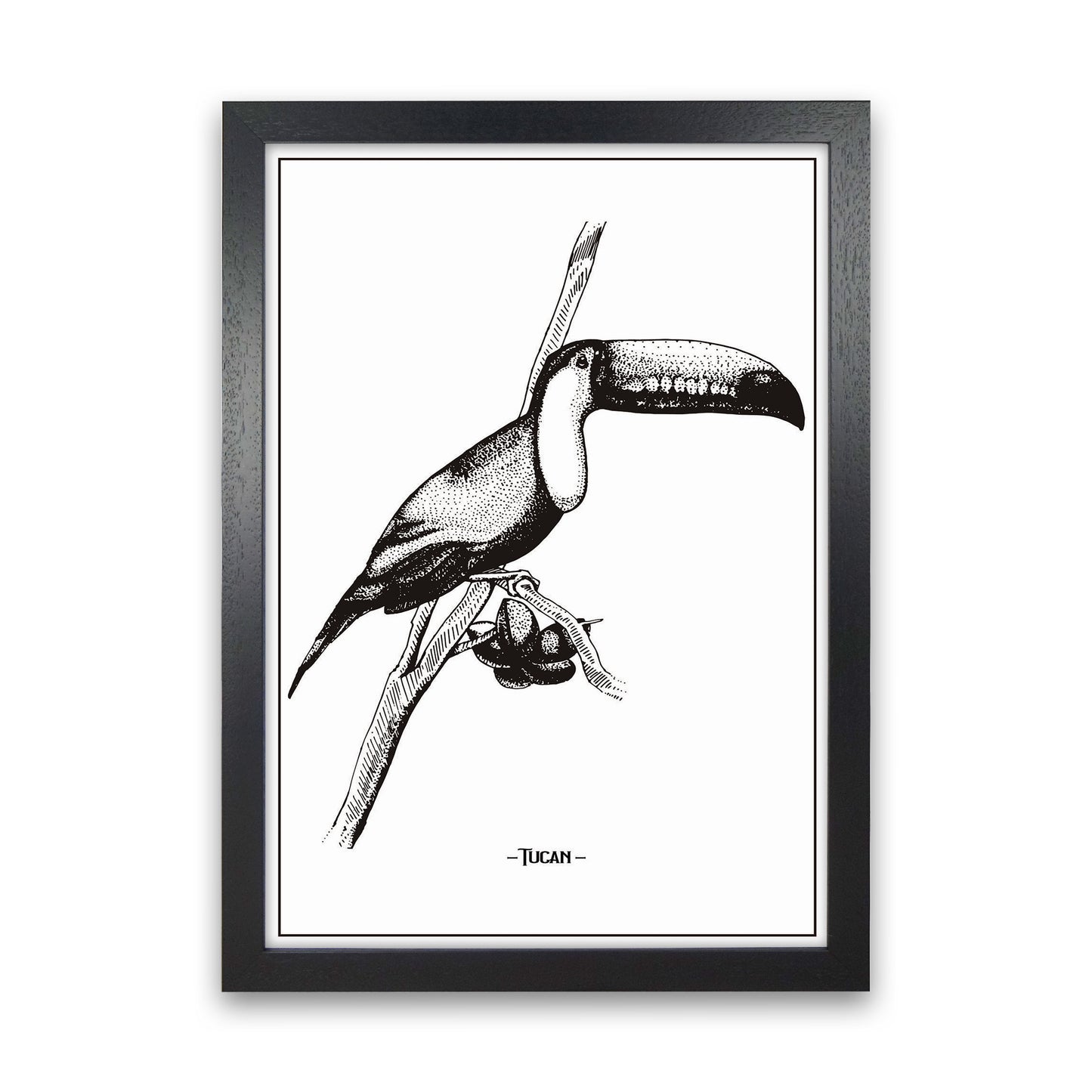 Tucan Art Print by Jason Stanley Black Grain