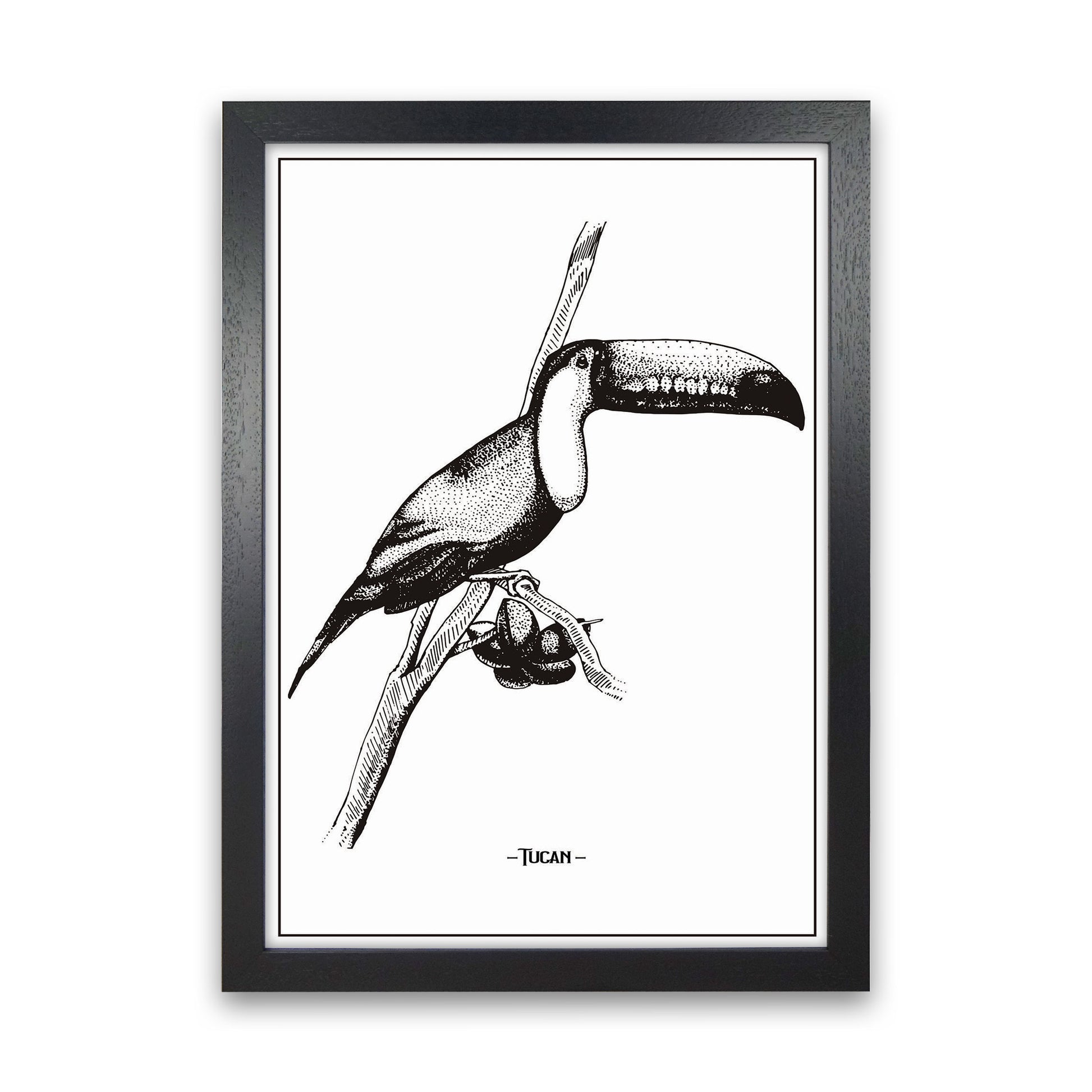 Tucan Art Print by Jason Stanley Black Grain