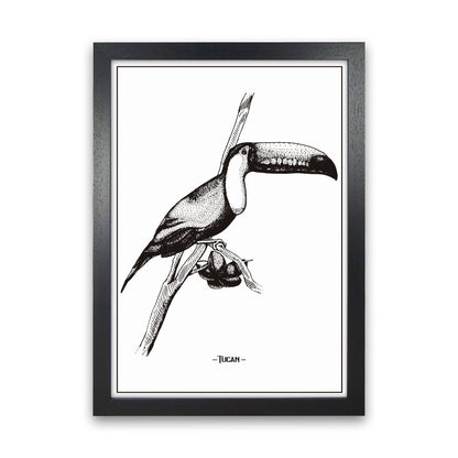 Tucan Art Print by Jason Stanley Black Grain
