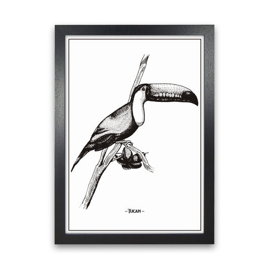 Tucan Art Print by Jason Stanley Black Grain