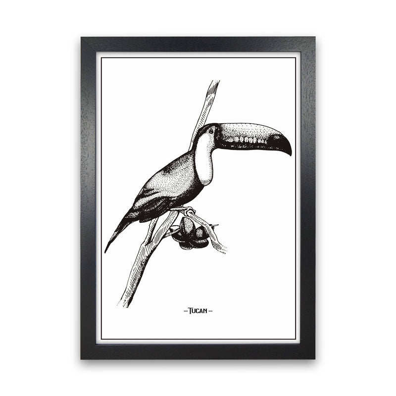 Tucan Art Print by Jason Stanley Black Grain