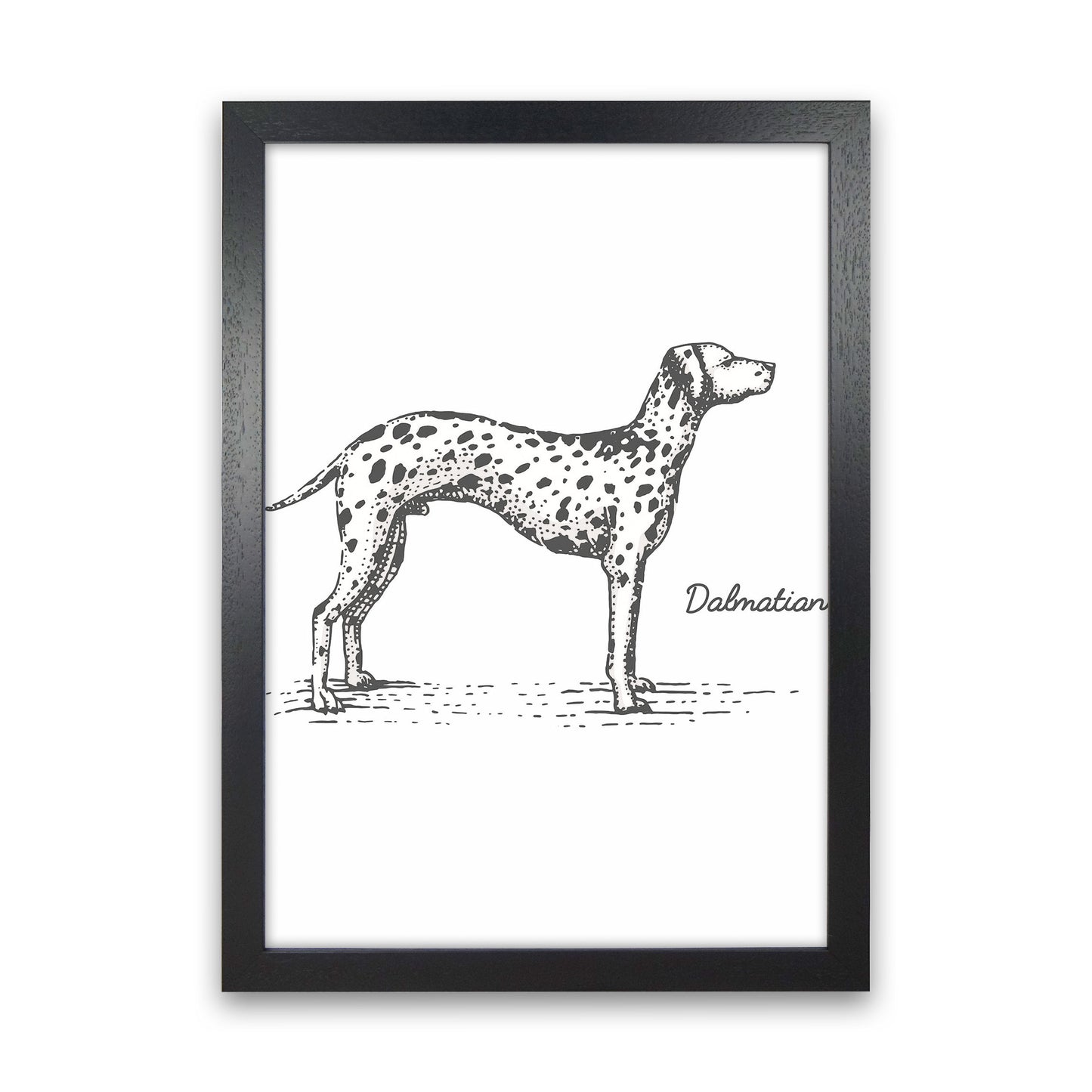 Dalmation Art Print by Jason Stanley Black Grain