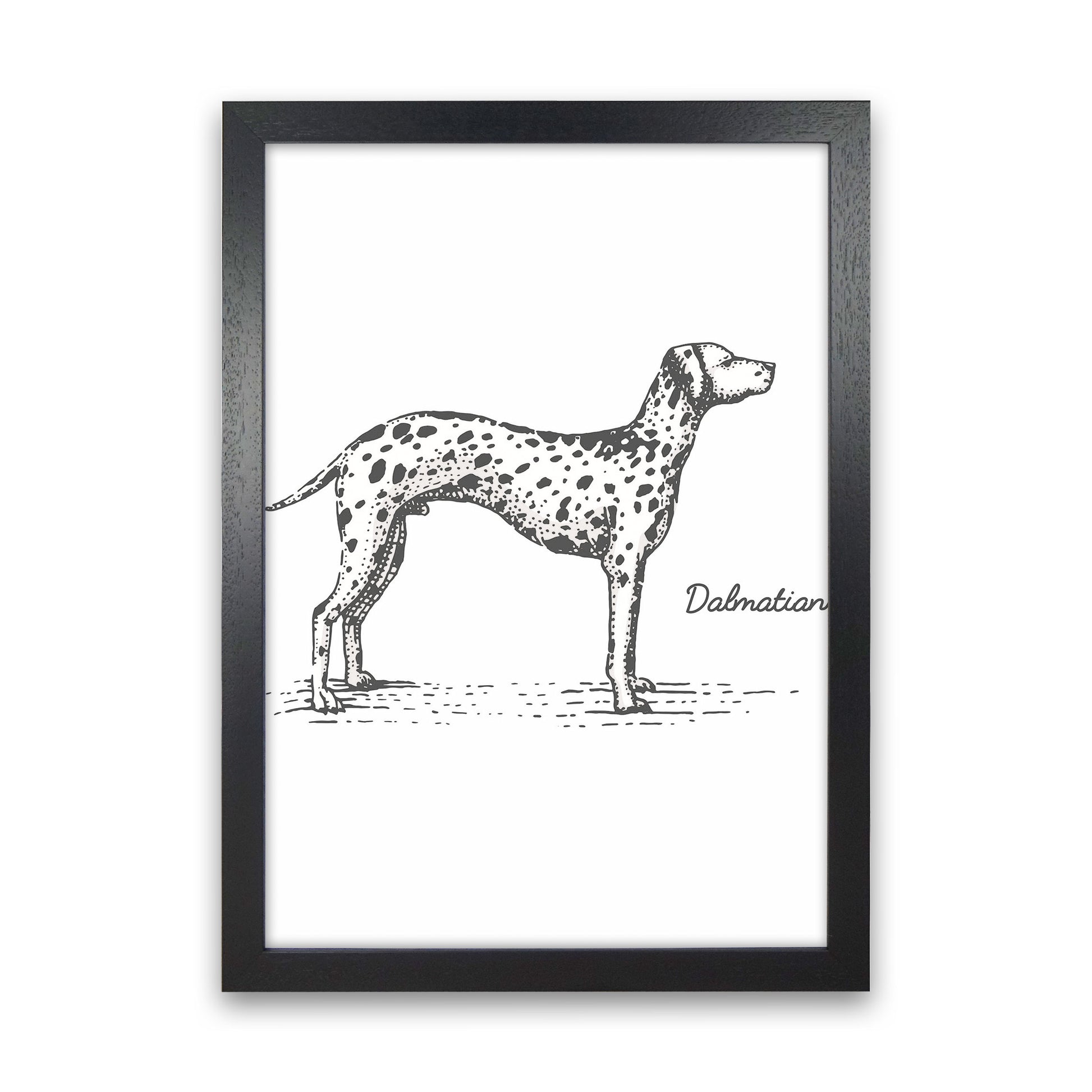 Dalmation Art Print by Jason Stanley Black Grain
