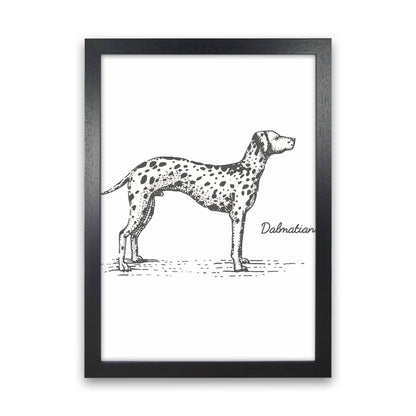 Dalmation Art Print by Jason Stanley Black Grain