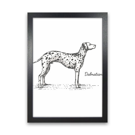 Dalmation Art Print by Jason Stanley Black Grain