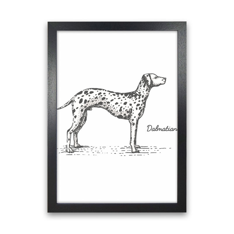 Dalmation Art Print by Jason Stanley Black Grain