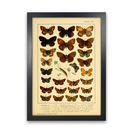 Vintage Butterfly Illustration #2 Art Print by Jason Stanley Black Grain