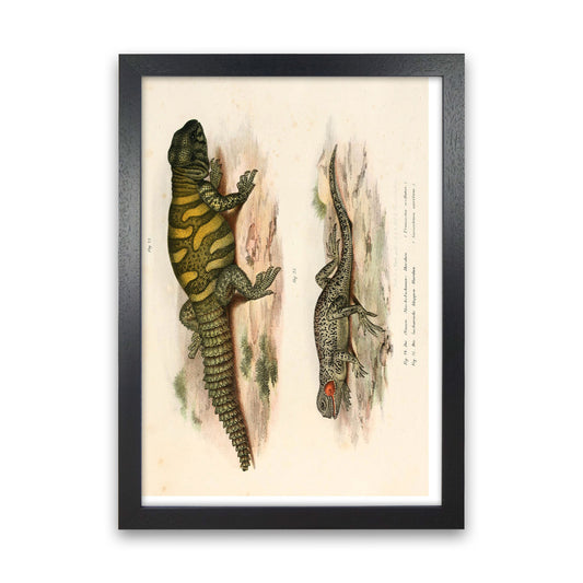 Vintage Lizard Illustration Art Print by Jason Stanley Black Grain