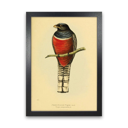 Purple Breasted Trogon Copy Art Print by Jason Stanley Black Grain
