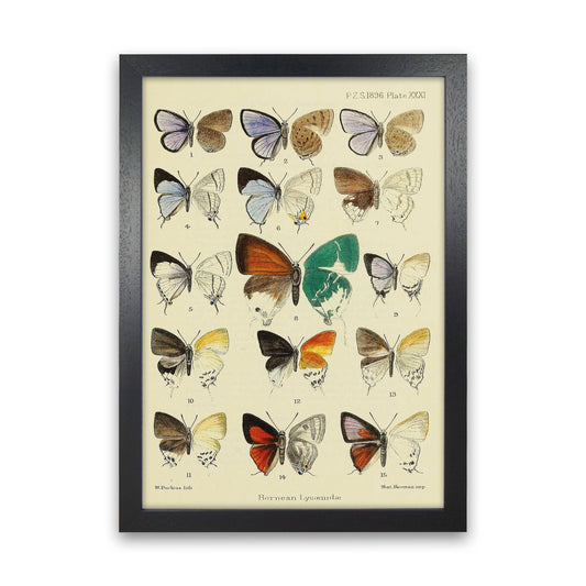 Vintage Butterfly Assortment Art Print by Jason Stanley Black Grain