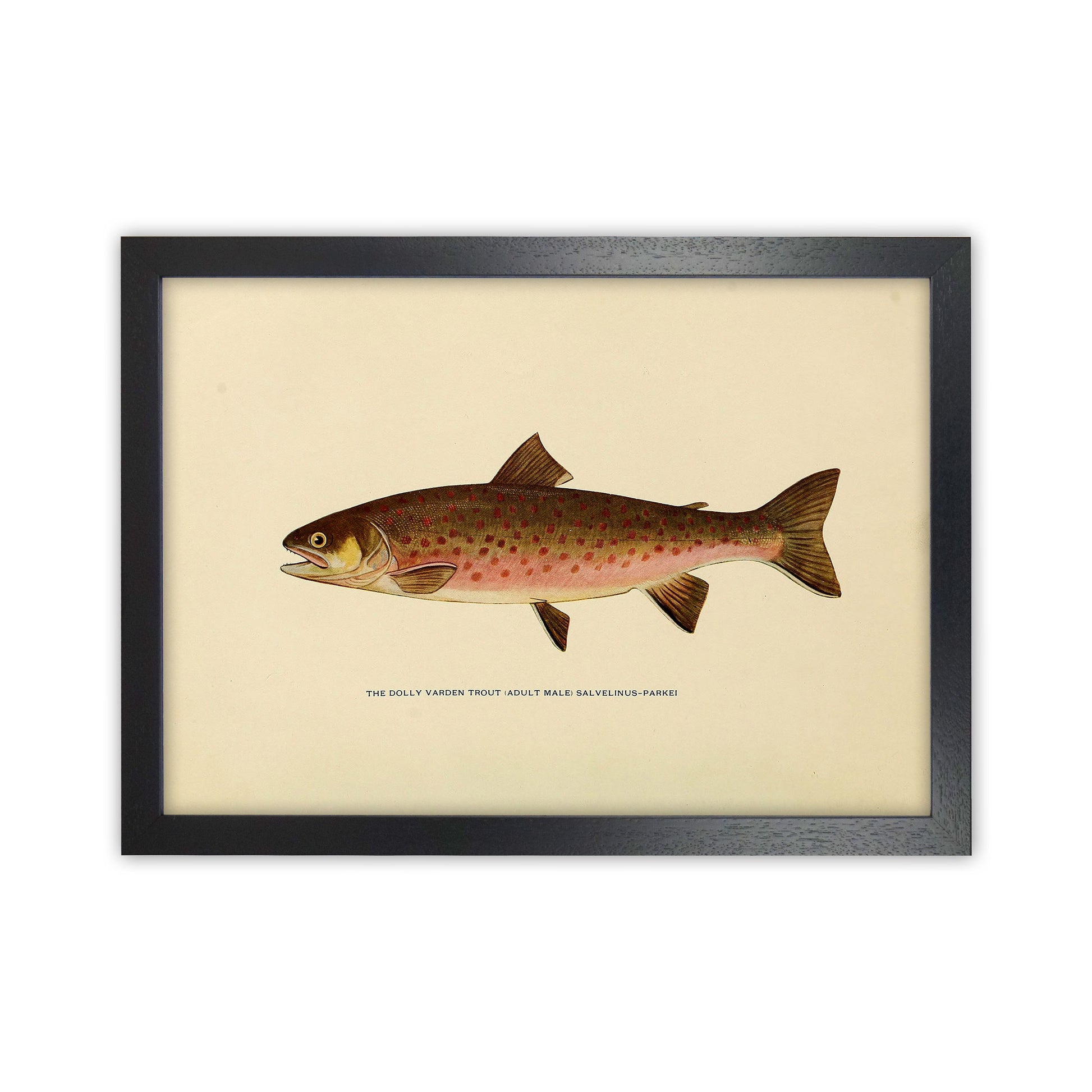 Dolly Varden Trout Illustration Art Print by Jason Stanley Black Grain