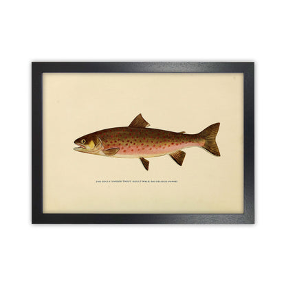 Dolly Varden Trout Illustration Art Print by Jason Stanley Black Grain