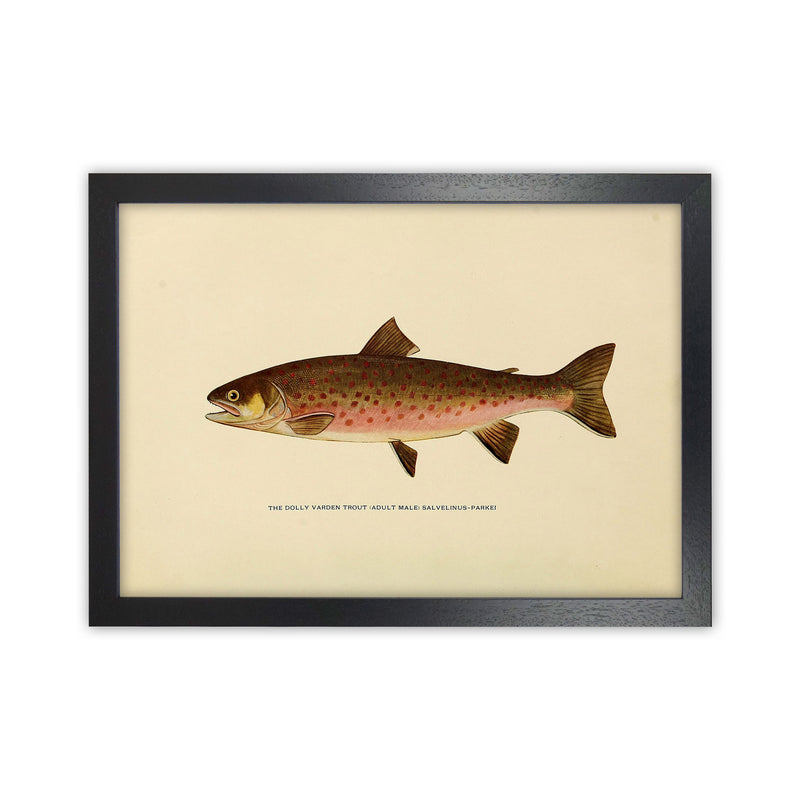 Dolly Varden Trout Illustration Art Print by Jason Stanley Black Grain