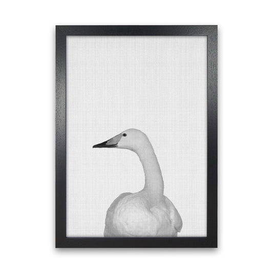 The Case Of The Lost Goose Art Print by Jason Stanley Black Grain