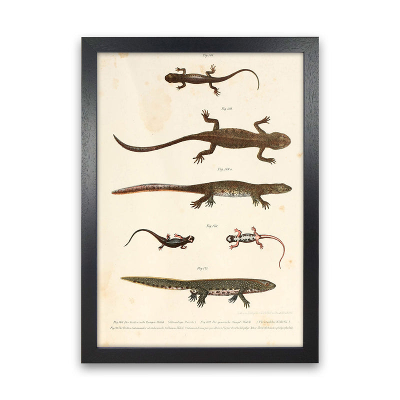 Vintage Newt Illustration Art Print by Jason Stanley Black Grain