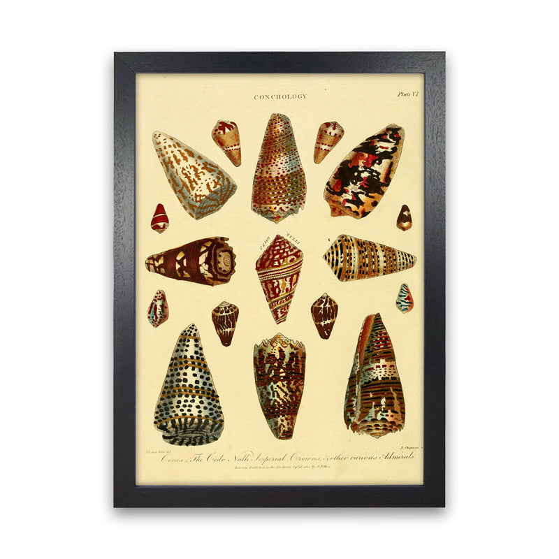Conchology Illustration 2 Art Print by Jason Stanley Black Grain