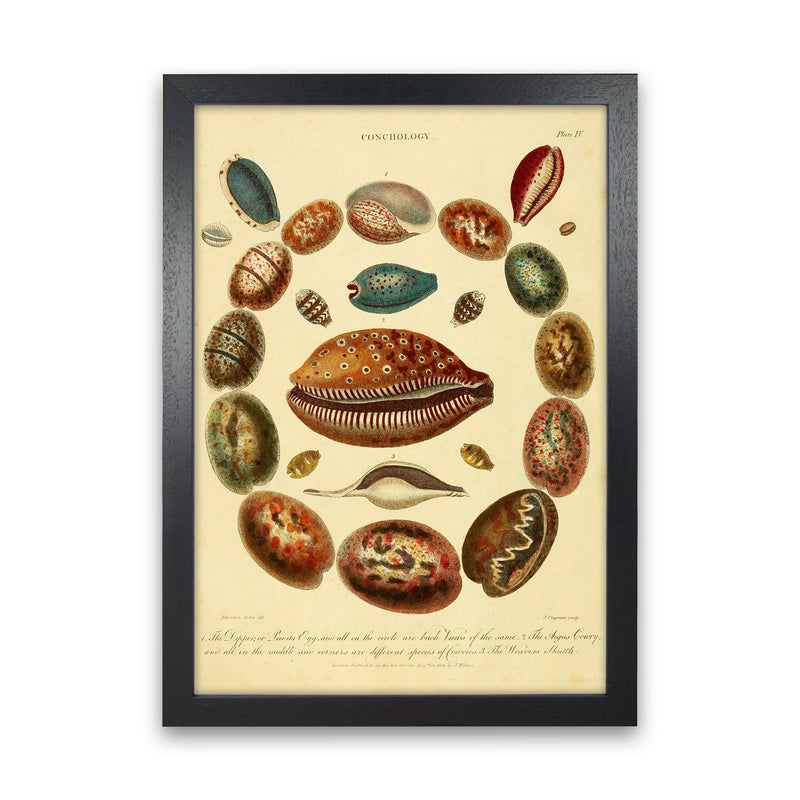 Conchology Illustration Art Print by Jason Stanley Black Grain