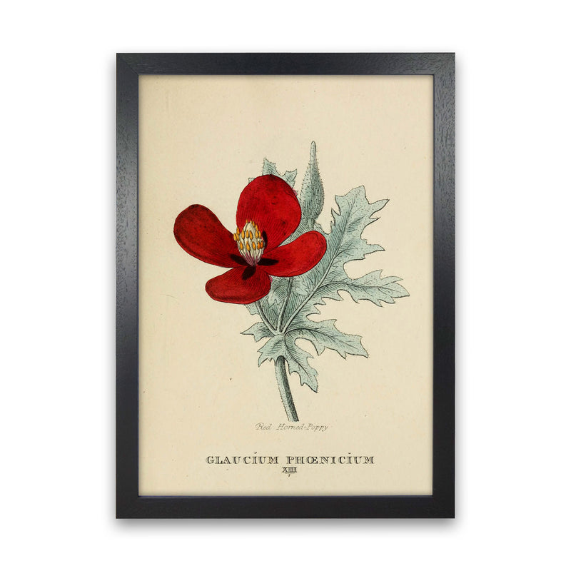 Vintage Flower Series 2 Art Print by Jason Stanley Black Grain