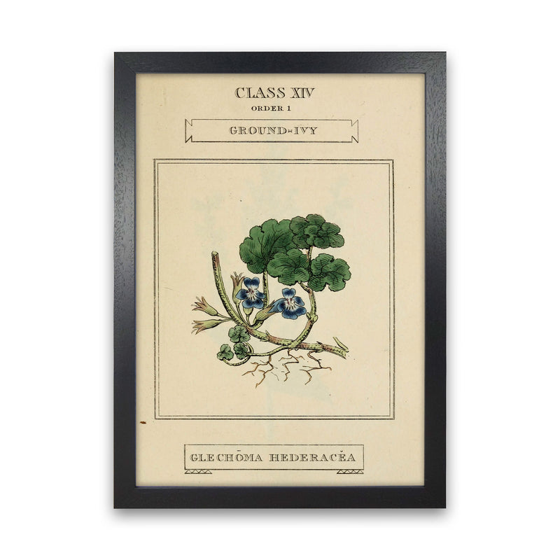 Vintage Flower Series 8 Art Print by Jason Stanley Black Grain