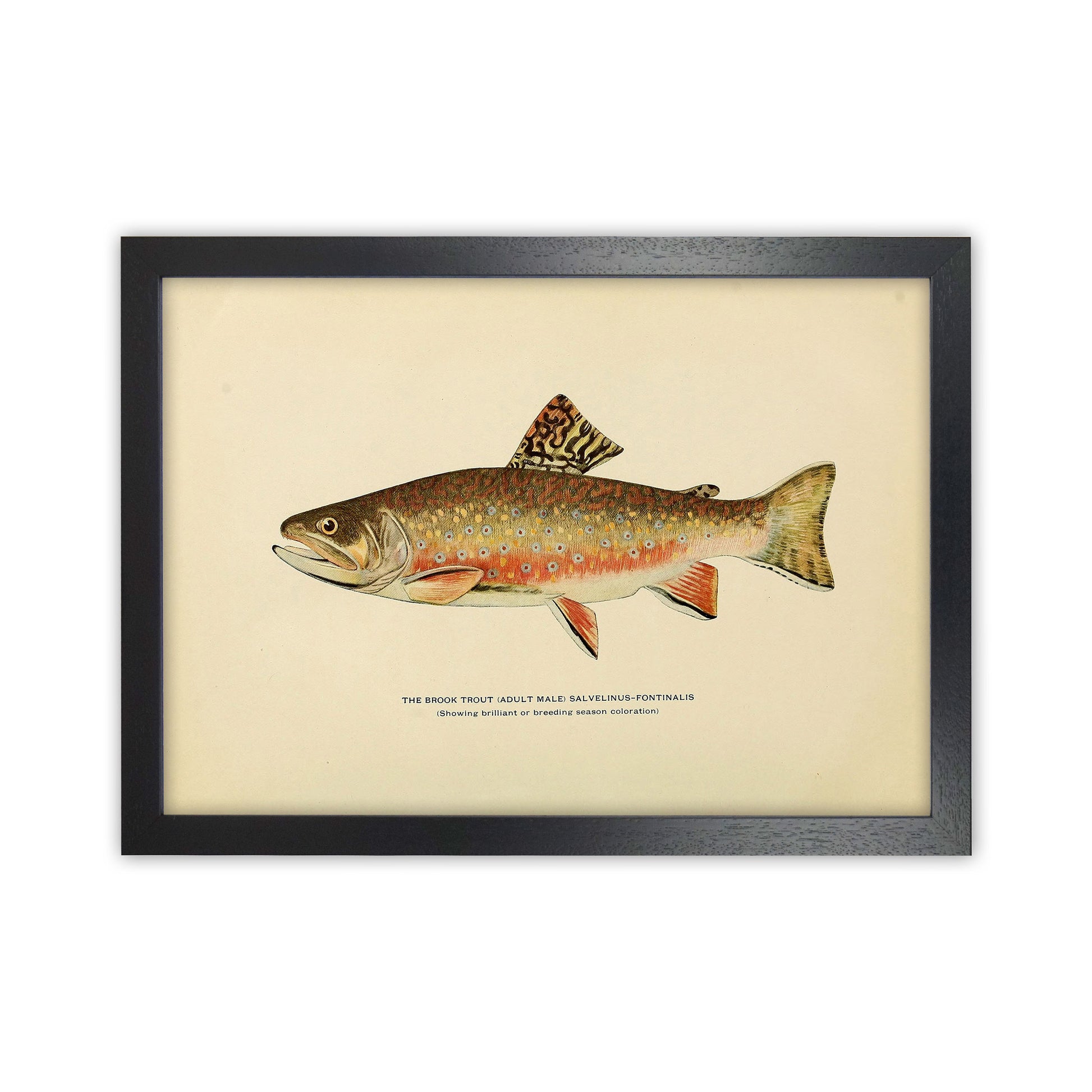 Brook Trout Illustration Art Print by Jason Stanley Black Grain