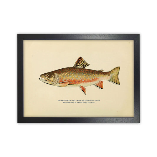 Brook Trout Illustration Art Print by Jason Stanley Black Grain