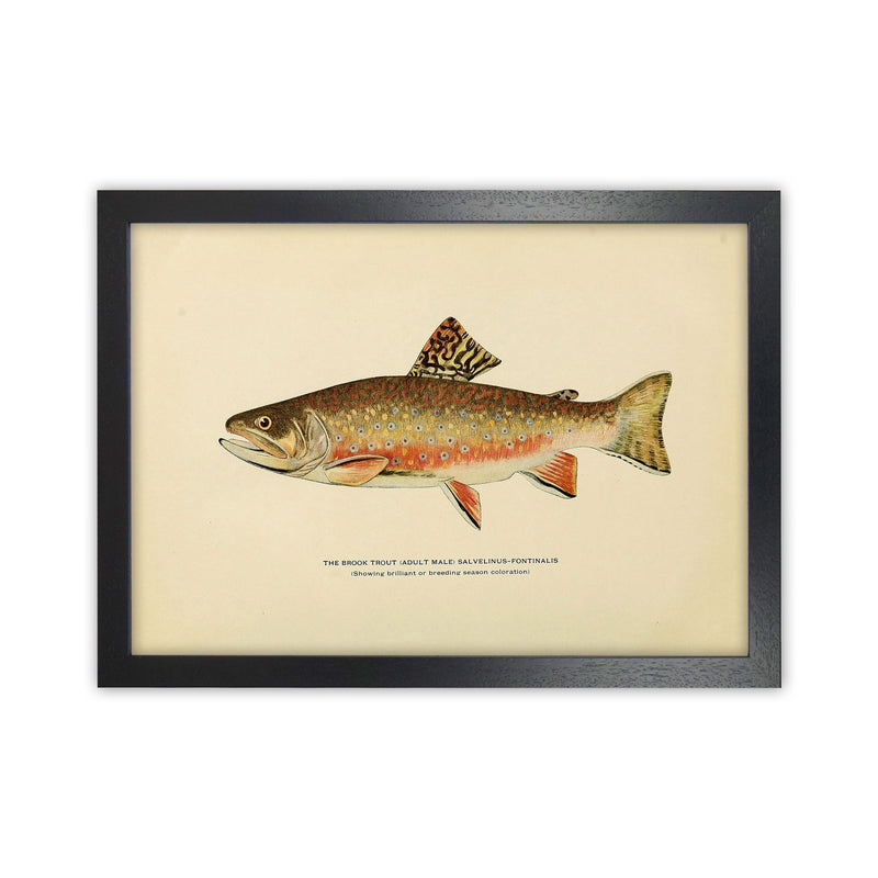 Brook Trout Illustration Art Print by Jason Stanley Black Grain