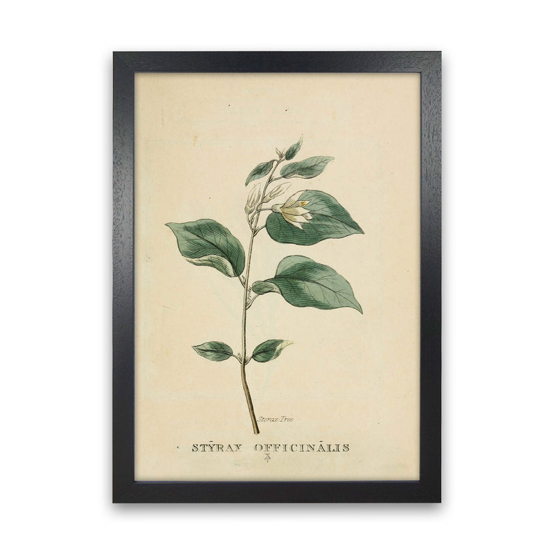 Vintage Flower Series 1 Art Print by Jason Stanley Black Grain