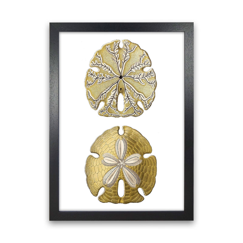 Sand Dollar Illustration Art Print by Jason Stanley Black Grain