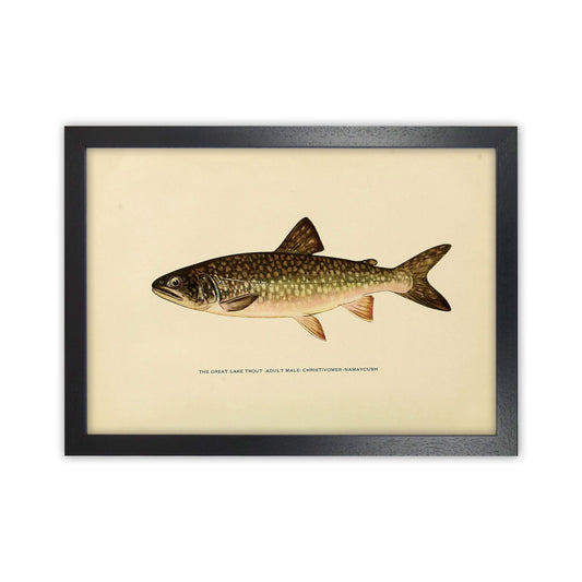 Lake Trout Illustration Art Print by Jason Stanley Black Grain
