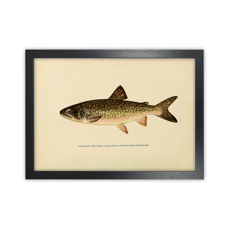 Lake Trout Illustration Art Print by Jason Stanley Black Grain