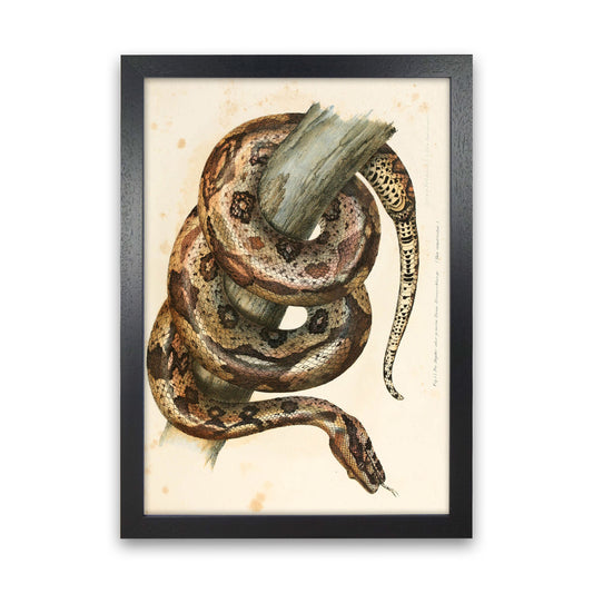 Vintage Snake Illustration Art Print by Jason Stanley Black Grain