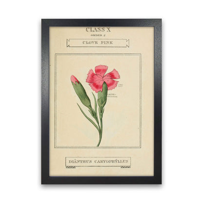 Vintage Flower Series 4 Art Print by Jason Stanley Black Grain