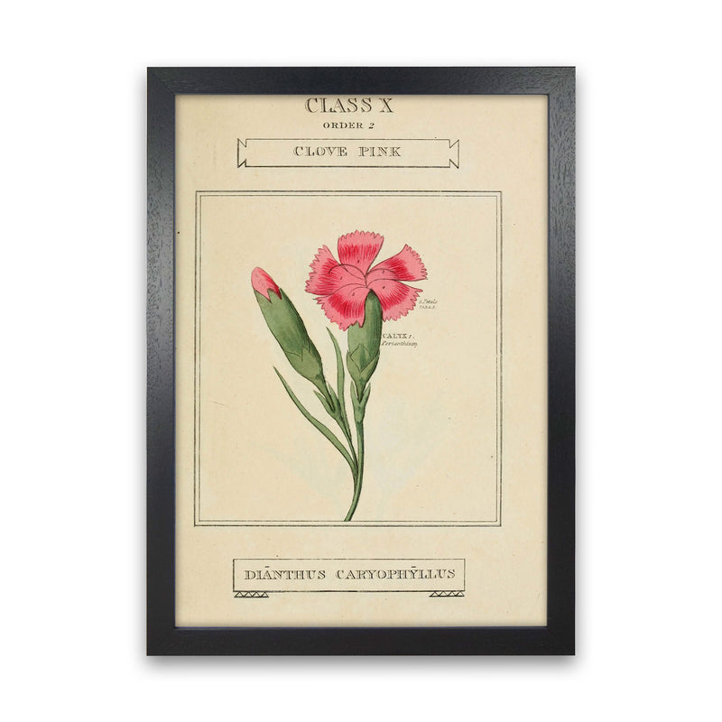 Vintage Flower Series 4 Art Print by Jason Stanley Black Grain