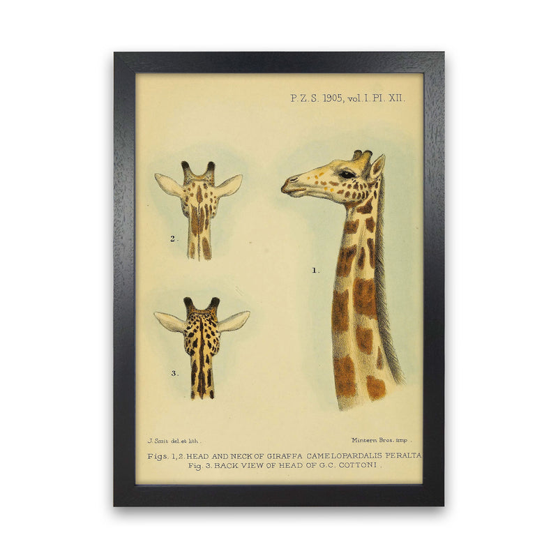 Longest Neck In The Jungle Art Print by Jason Stanley Black Grain